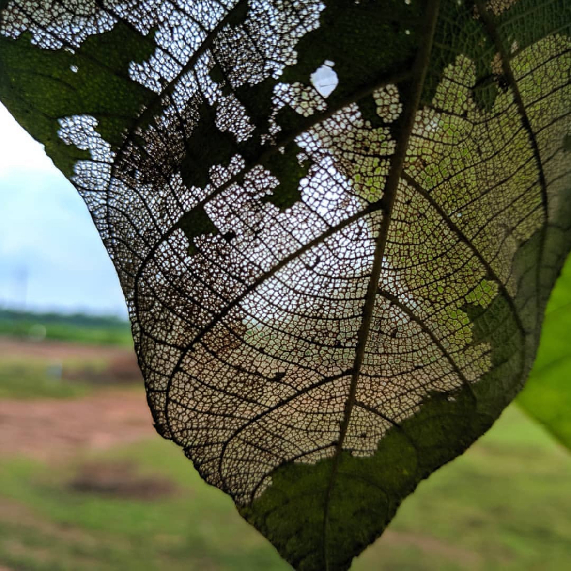Nature Photography